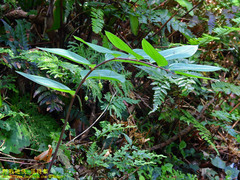 Polygonatum arisanense