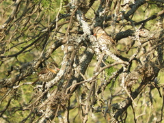 Nystalus maculatus