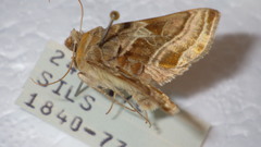 Euchalcia variabilis