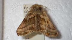 Euchalcia variabilis