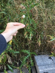 Sonchus arvensis