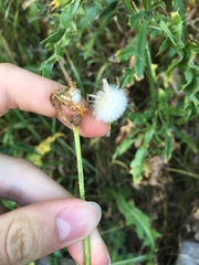 Sonchus arvensis