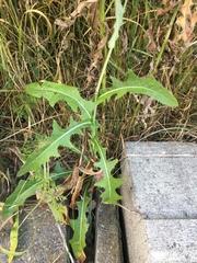 Sonchus arvensis