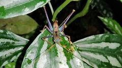 Tettigonioidea