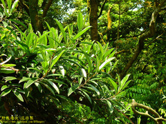 Hydrangea viburnoides