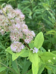 Spiraea alba latifolia