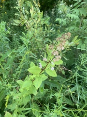 Spiraea alba latifolia