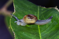 Helicarionidae