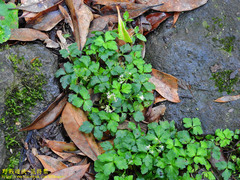 Sanicula lamelligera