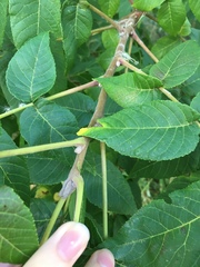 Juglans nigra