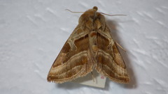 Euchalcia variabilis