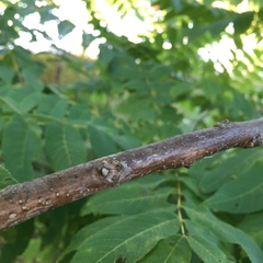 Juglans nigra