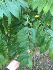 Juglans nigra