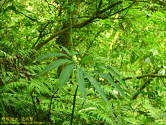 Arisaema heterophyllum