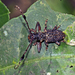 Imantocera penicillata - Photo (c) Vijay Anand Ismavel,  זכויות יוצרים חלקיות (CC BY-NC-SA)