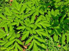 Angelica dahurica formosana