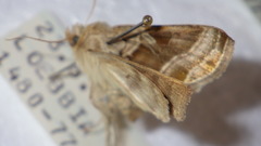 Euchalcia variabilis