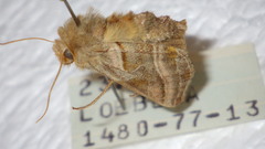 Euchalcia variabilis