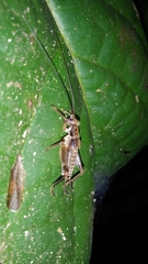 Orthoptera