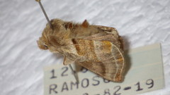 Euchalcia variabilis