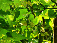 Acer caudatifolium