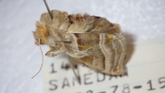 Euchalcia variabilis