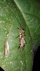 Orthoptera