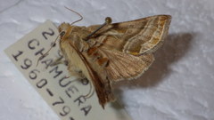 Euchalcia variabilis