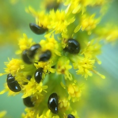 Phalacridae