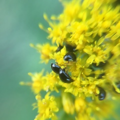 Phalacridae