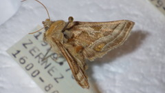 Euchalcia variabilis