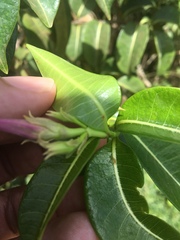 Cryptostegia madagascariensis