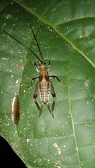 Orthoptera