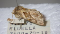 Euchalcia variabilis