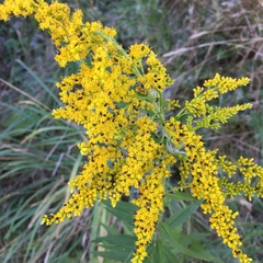 Phalacridae