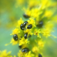 Phalacridae