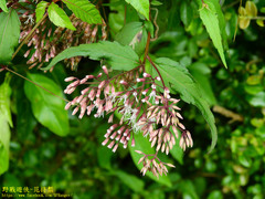 Eupatorium kiirunense