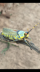 Zonocerus variegatus