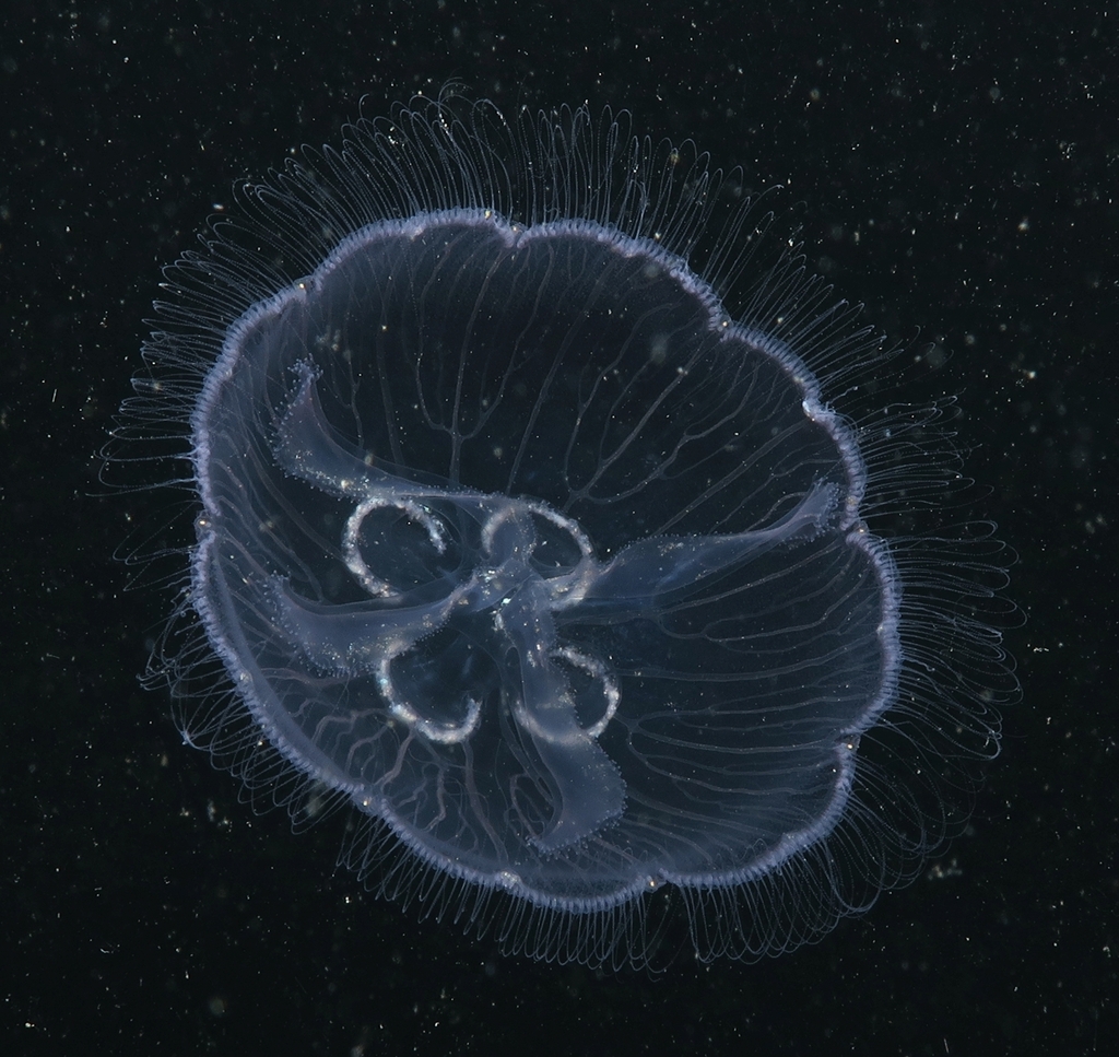 Common Moon Jelly, photo 1 of 10