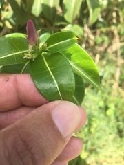 Cryptostegia madagascariensis