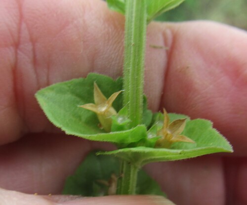 Image of Triodanis texana by (c) Linda Jo Conn, some rights reserved (CC BY)