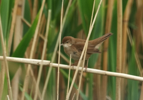 Buscarla unicolor (Locustella luscinioides)