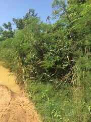 Cryptostegia madagascariensis