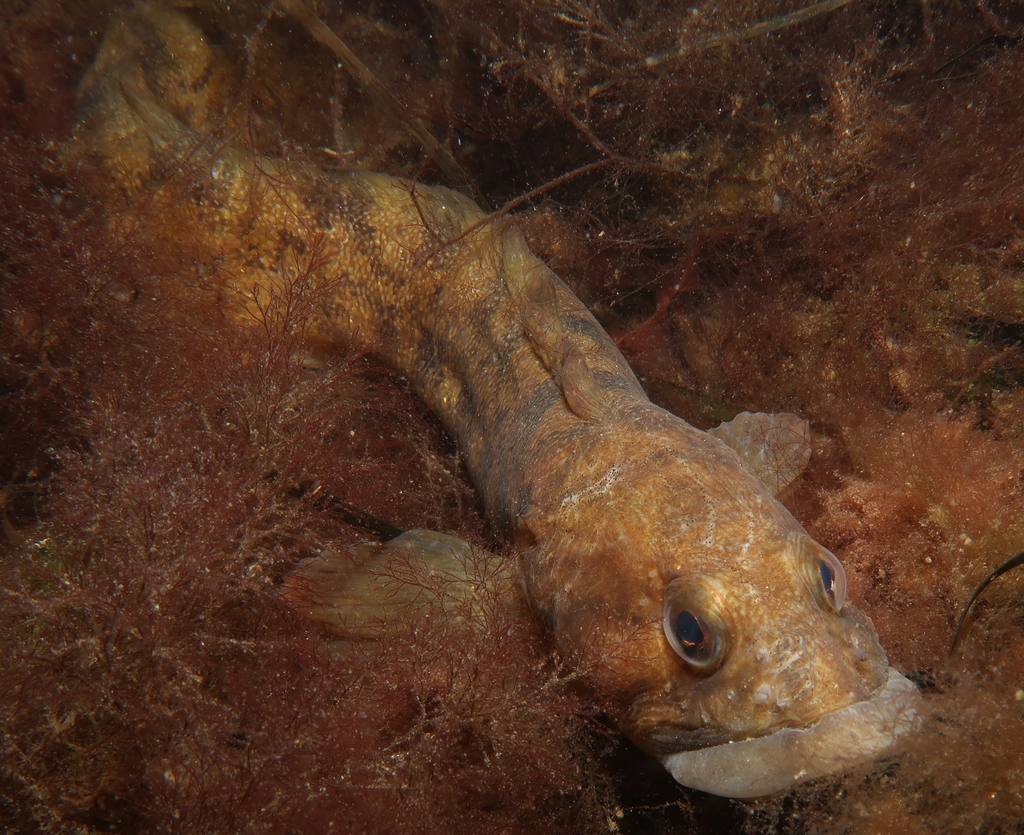 Eelpout (Zoarces viviparus) — Zoarcidae