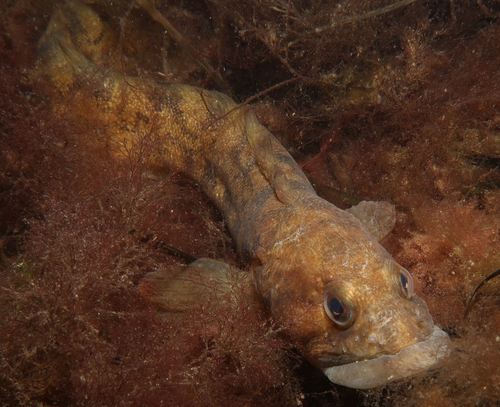 Eelpout (Zoarces viviparus) — Zoarcidae