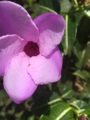 Cryptostegia madagascariensis