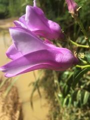 Cryptostegia madagascariensis