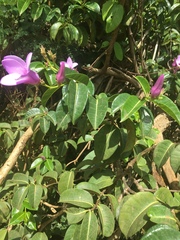 Cryptostegia madagascariensis