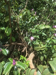 Cryptostegia madagascariensis