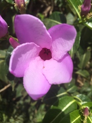 Cryptostegia madagascariensis